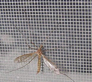 Flyscreen Suppliers-Fiberglass Insect Screen