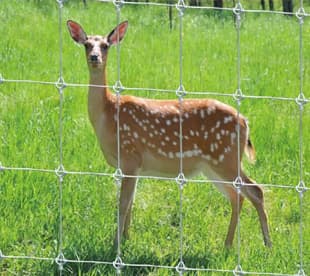 high fence, deer fence, and whitetail fence